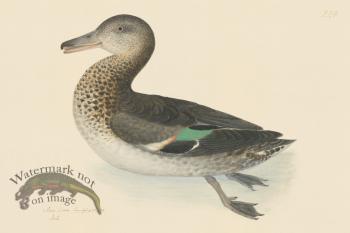 Rudbeck CFA 224 Teal Duck